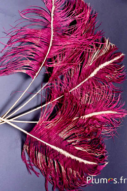 Panicule struisvogel gouden schacht - 35-40 cm - bordeaux